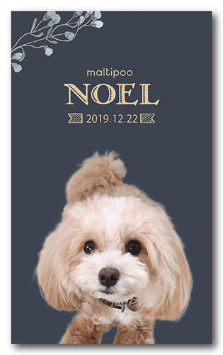 ペット名刺の表面画像