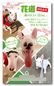 チンチラのペット名刺