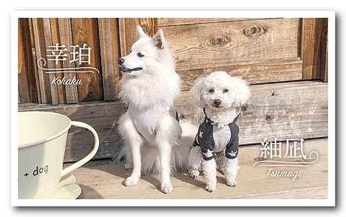 長方形ペット名刺の表面画像