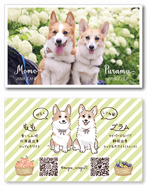 チンチラのペット名刺