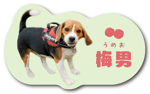 型抜きペット名刺の表面画像