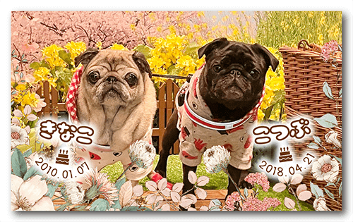 長方形ペット名刺の表面画像