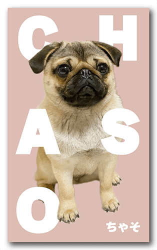 ペット名刺の表面画像