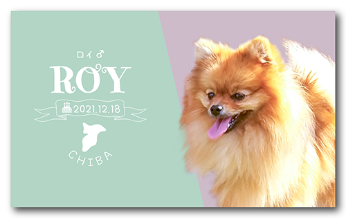 長方形ペット名刺の表面画像