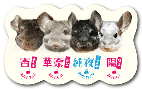 型抜きペット名刺の表面画像