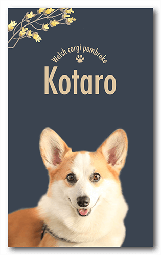 ペット名刺の表面画像