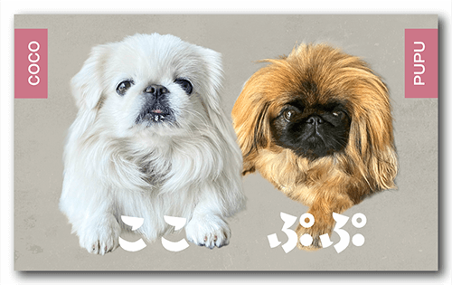 ペット名刺の表面画像