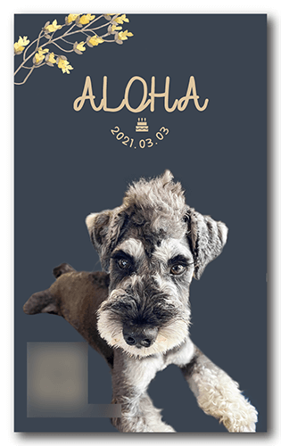 ペット名刺の表面画像