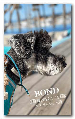 長方形ペット名刺の表面画像