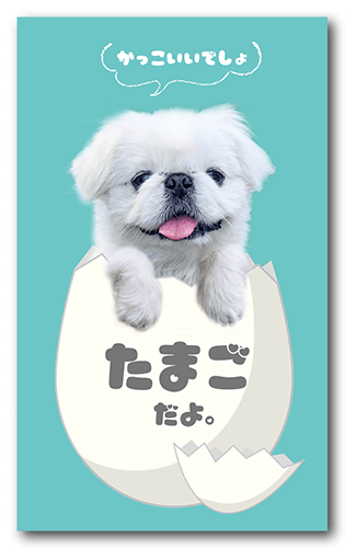 長方形ペット名刺の表面画像