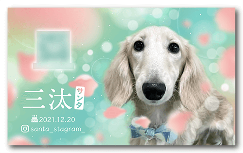 アイボの長方形ペット名刺画像