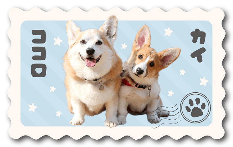 型抜きペット名刺の表面画像