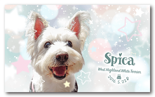 ペット名刺の表面画像