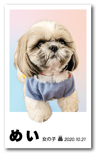 ペット名刺の表面画像