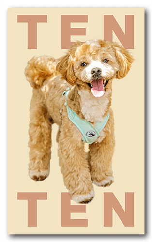 ペット名刺の表面画像