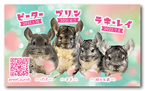 チンチラのペット名刺