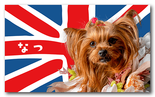 長方形ペット名刺の表面画像