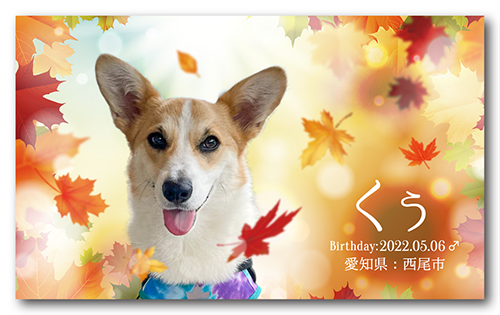 ペット名刺の表面画像