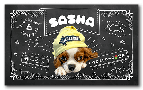 ペット名刺の表面画像