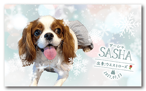 ペット名刺の表面画像