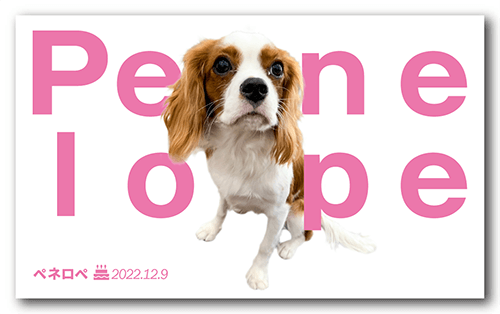 ペット名刺の表面画像