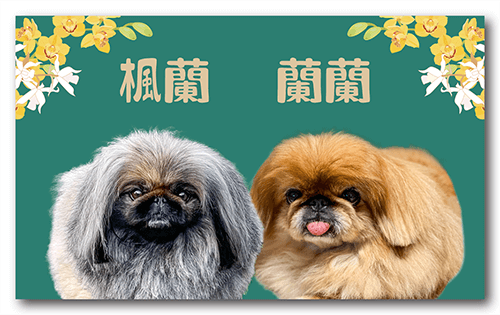 ペット名刺の表面画像