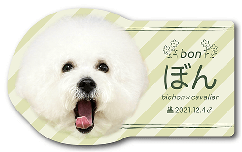 型抜きペット名刺の表面画像