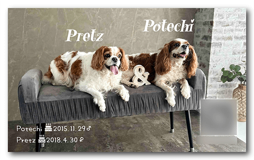 長方形ペット名刺の表面画像