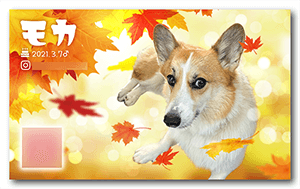 犬のペット名刺