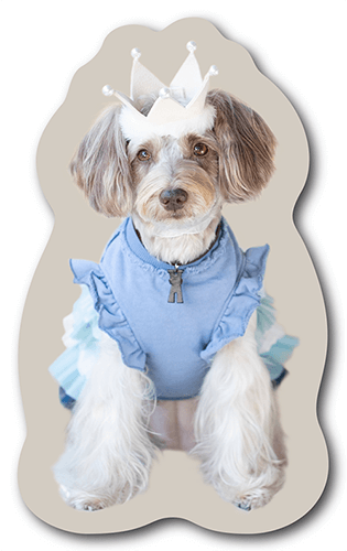 型抜きペット名刺の表面画像