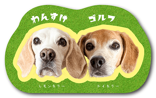 型抜きペット名刺の表面画像