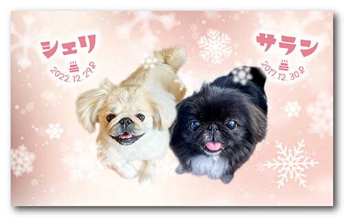 ペット名刺の表面画像