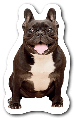 型抜きペット名刺の表面画像