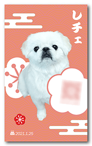 犬のペット名刺