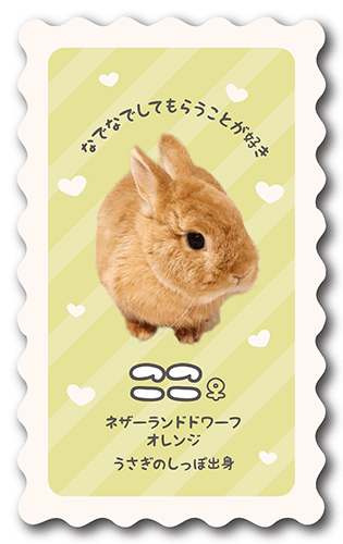 型抜きペット名刺の裏面画像