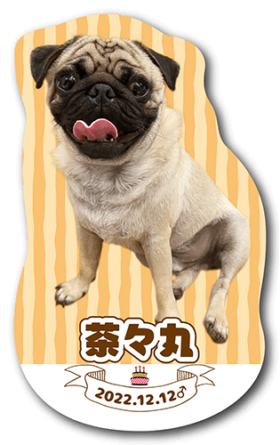 ペット名刺の表面画像